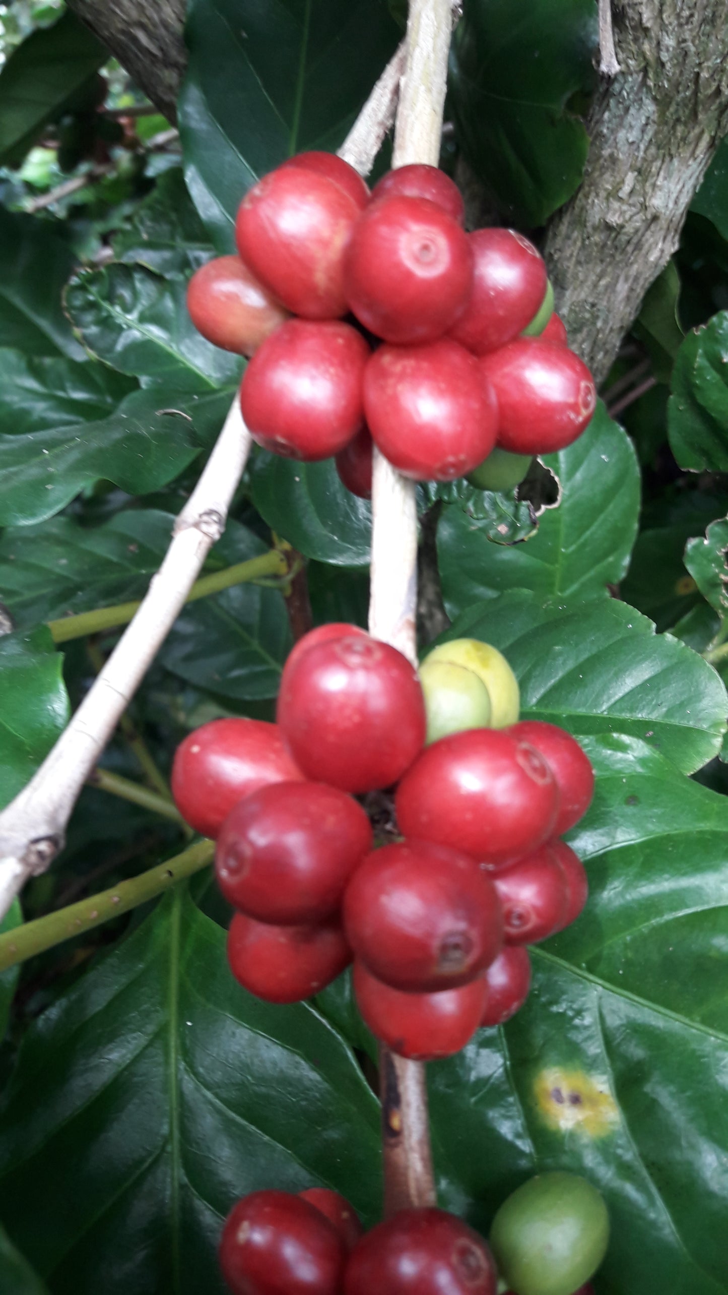Las Cotorras Washed Decaf