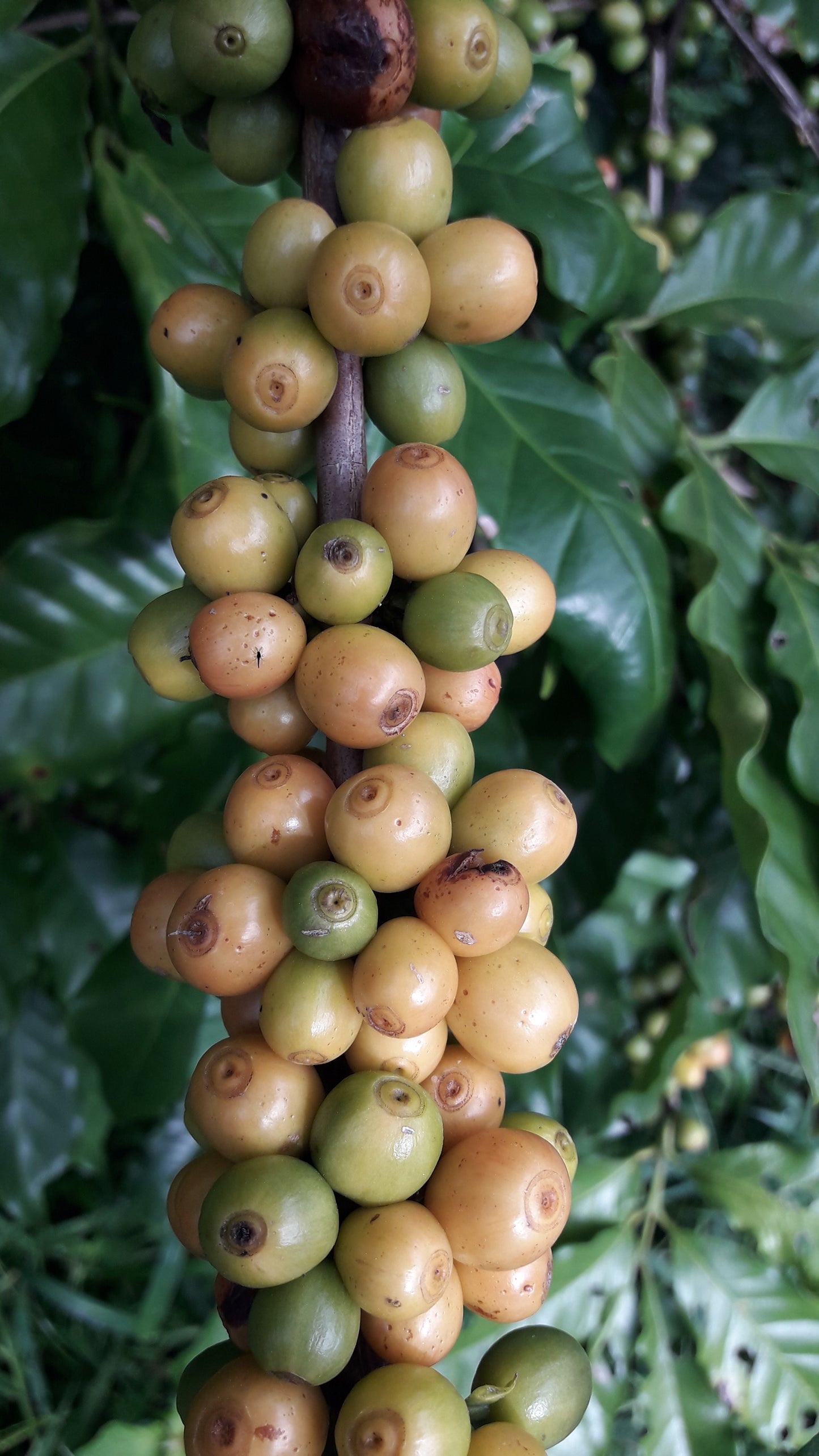 Las Cotorras Washed Decaf