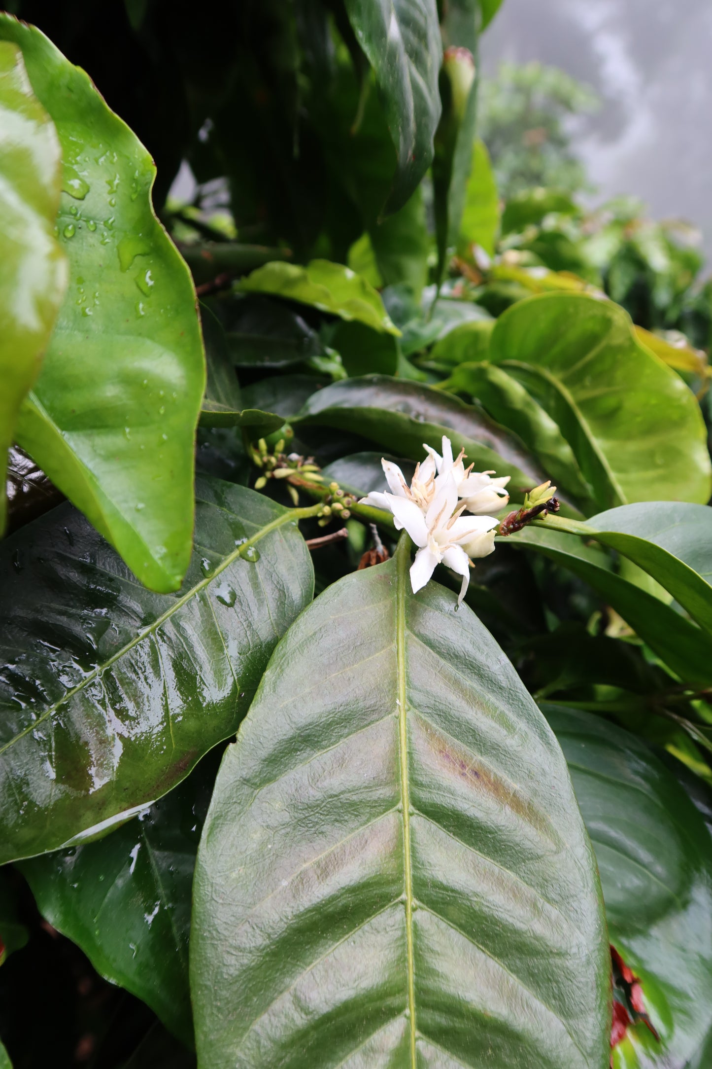 Las Brumas Geisha, Natural