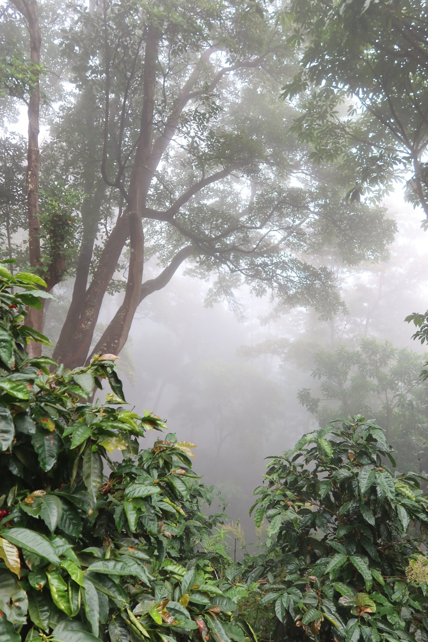 Las Brumas WIld Forest Pacamara Honey (125g)