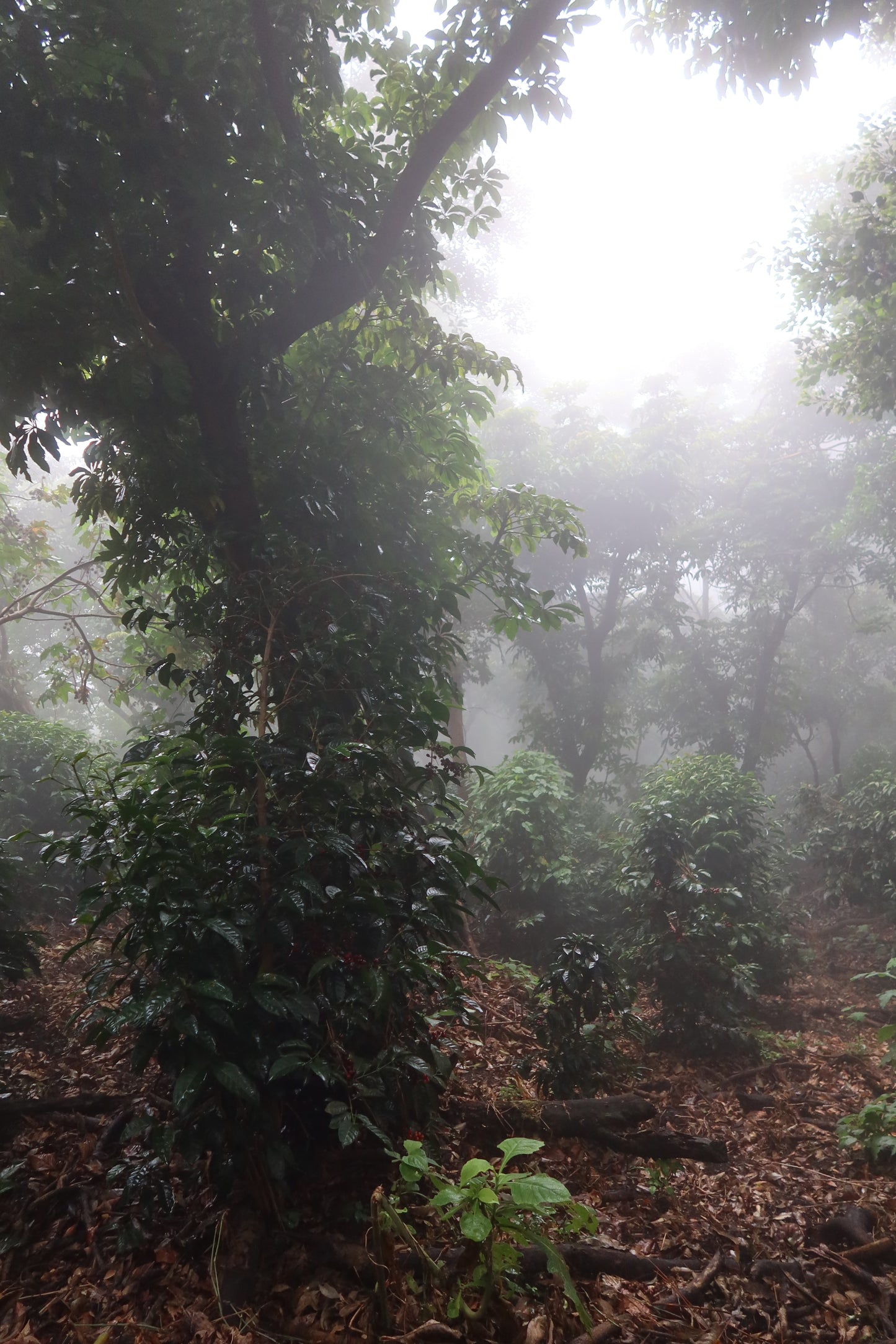 Las Brumas WIld Forest Pacamara Honey (125g)