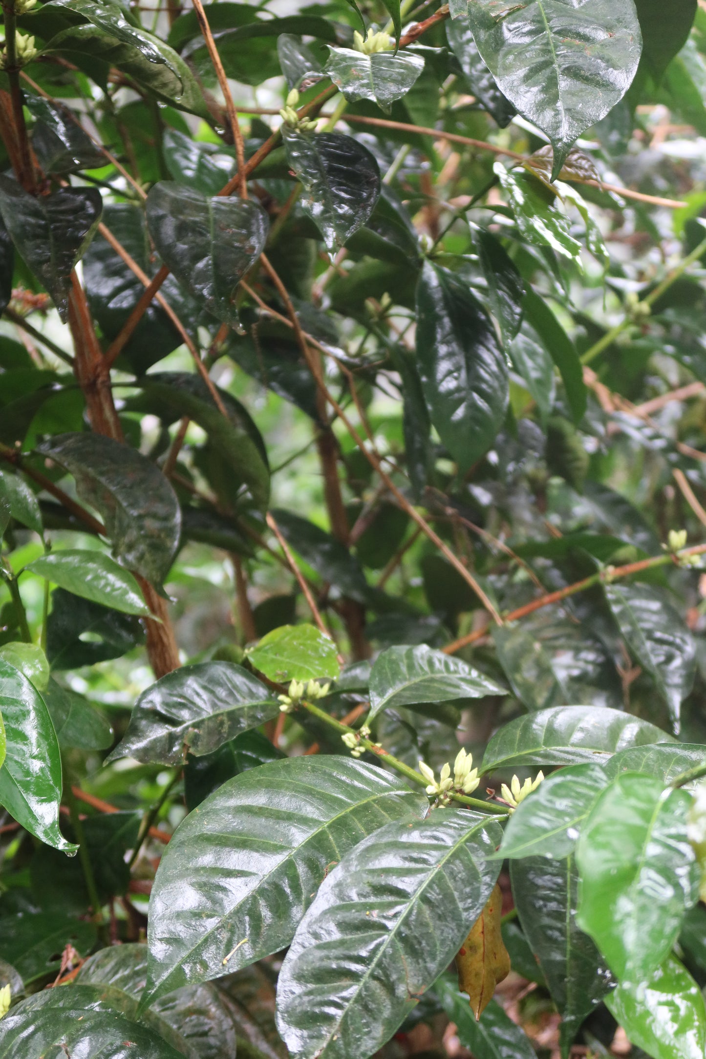 Las Brumas WIld Forest Pacamara Honey (125g)