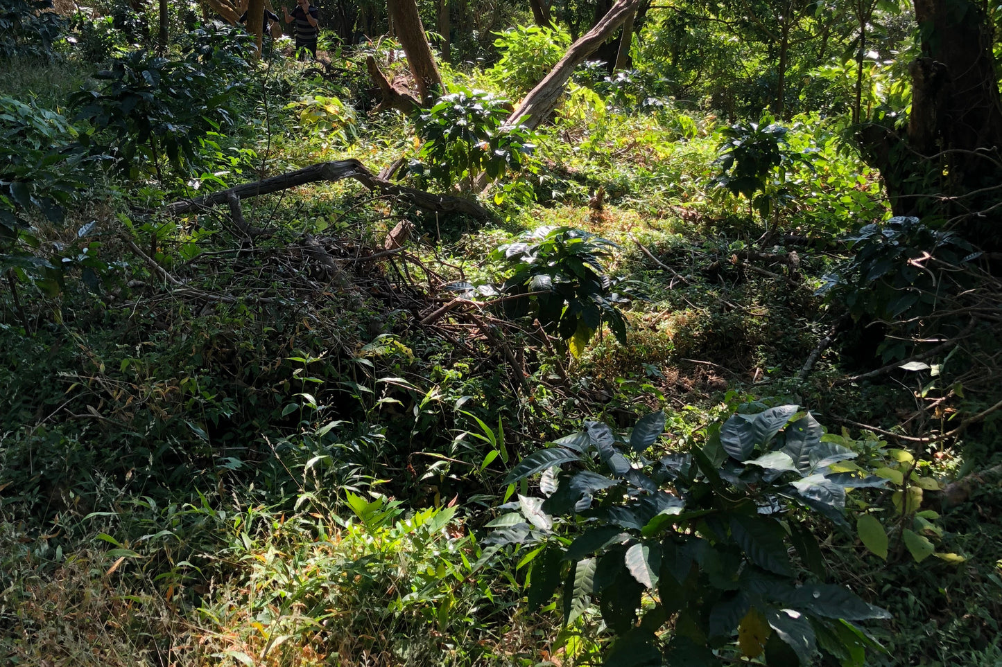 Las Brumas Geisha, Natural