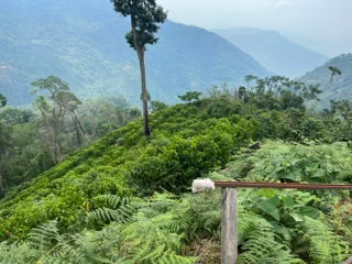 Bolivia La Carmelita, Caturra, Washed