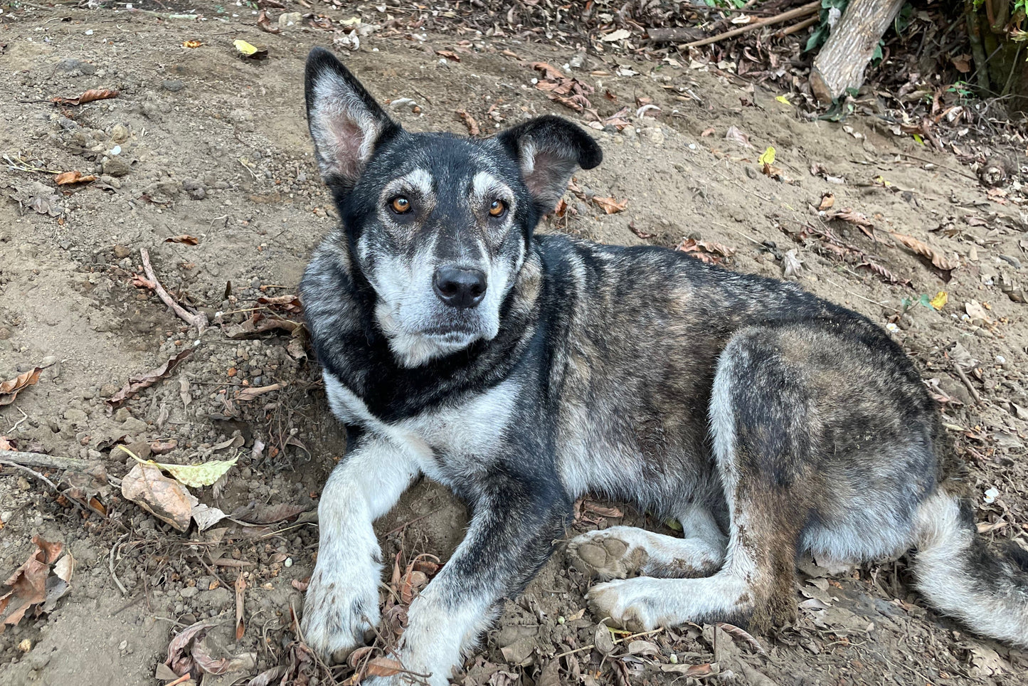 El Salvador, Las Brumas, Wild Forest SL28, Honey