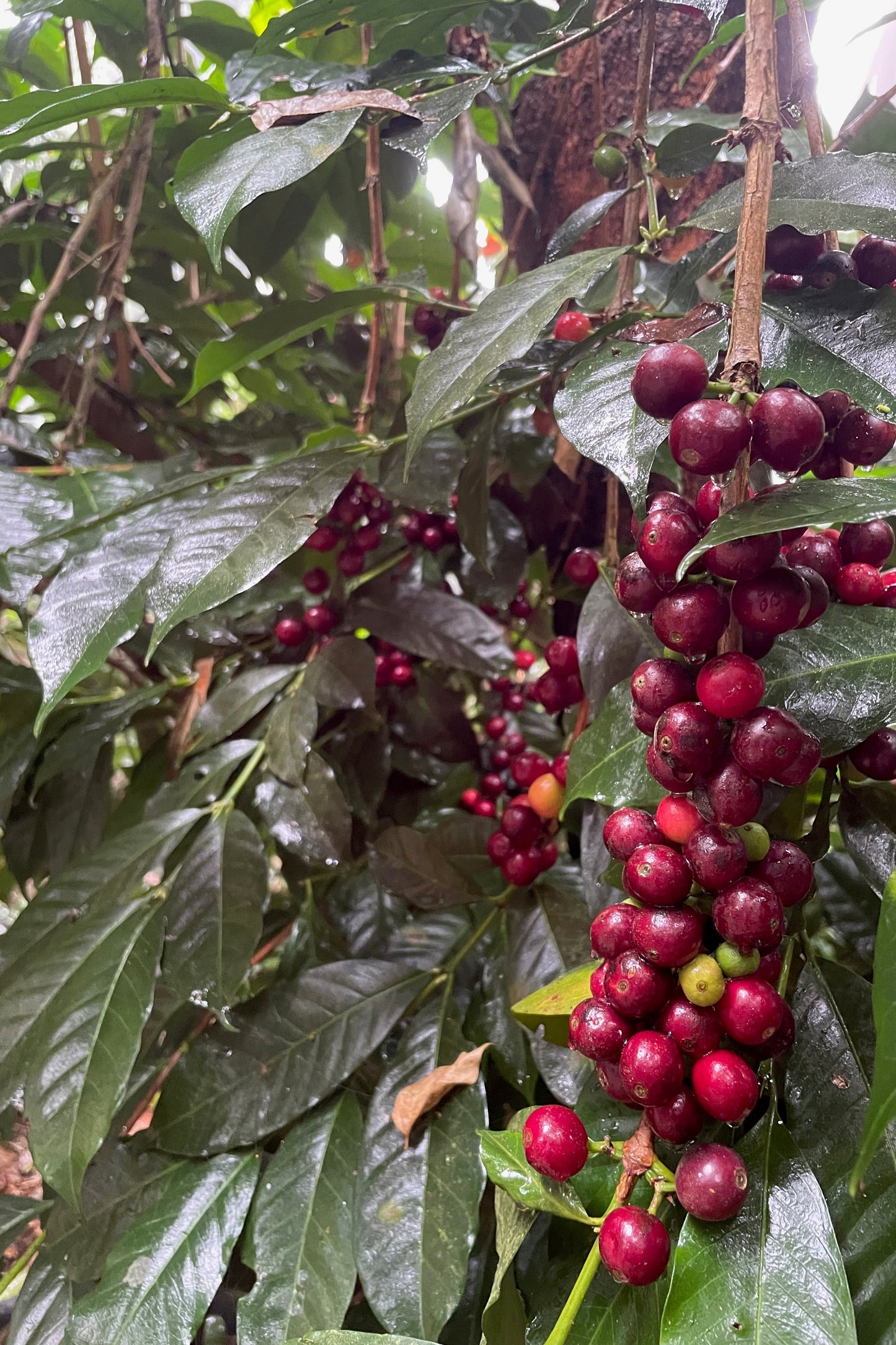 Las Brumas Geisha, Natural
