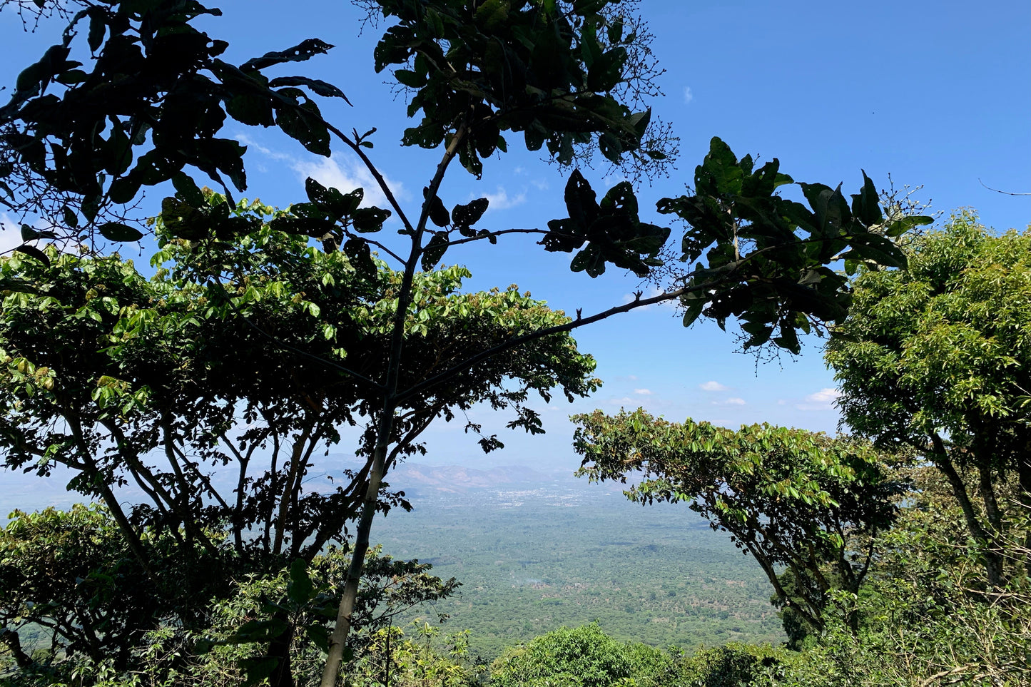 Los Andes Bourbon, Natural