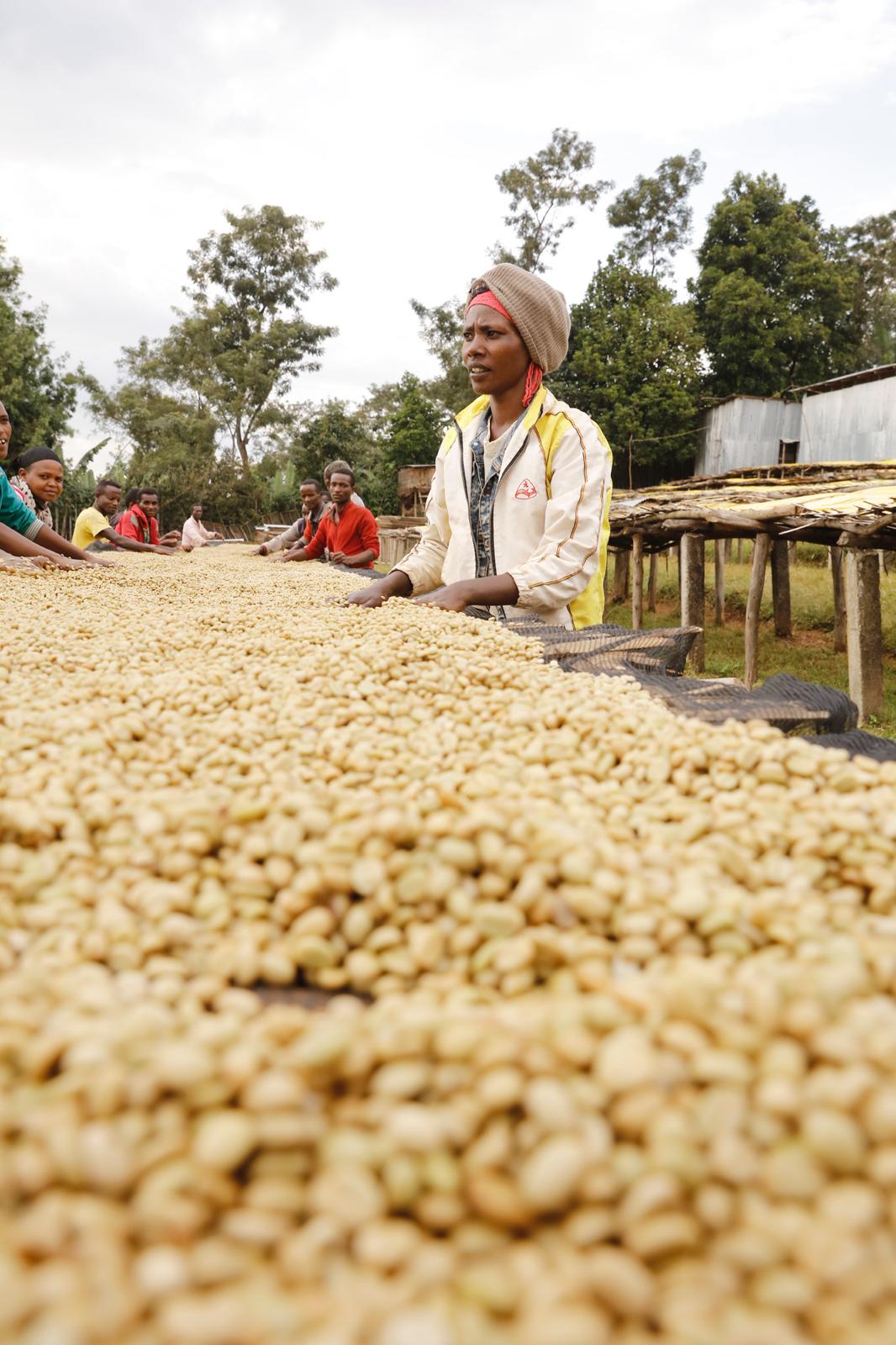 Ethiopia Hunkute, Washed
