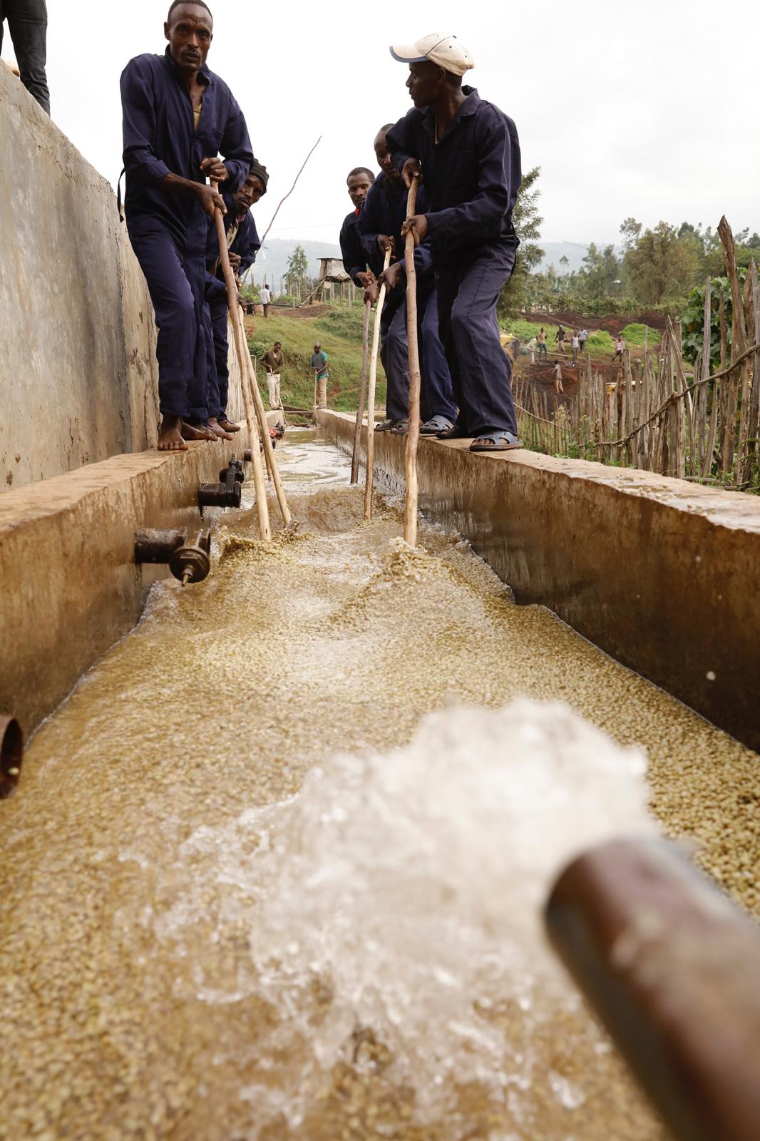 Ethiopia Hunkute, Washed