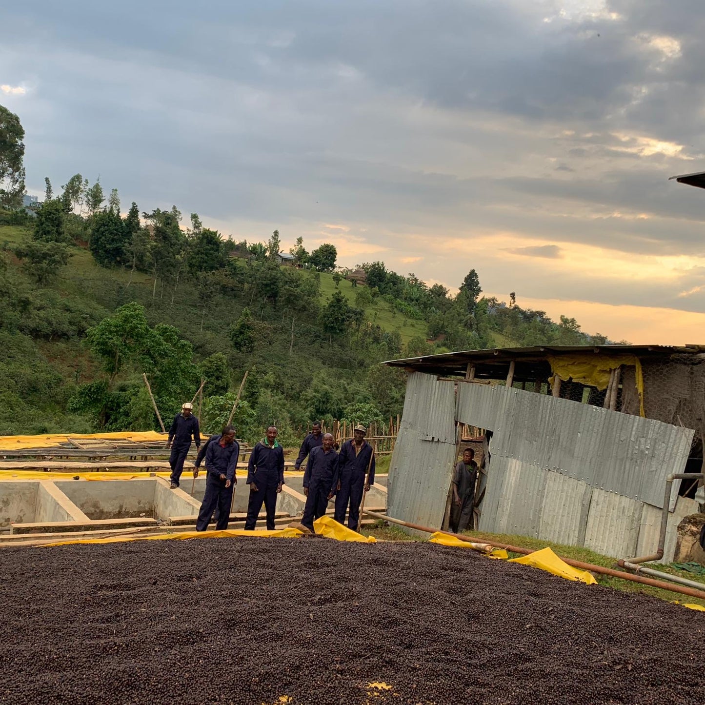 Ethiopia Hunkute, Washed