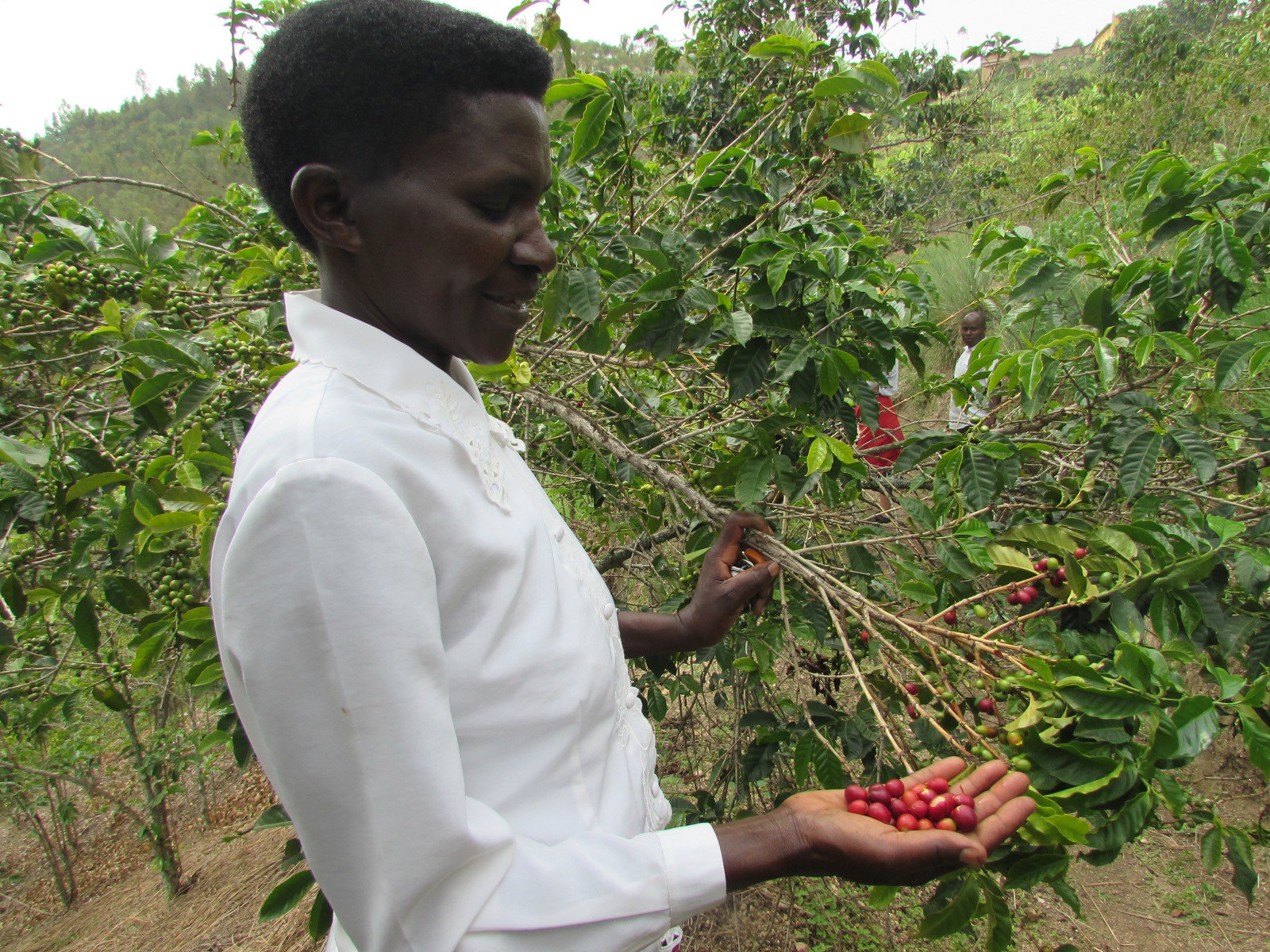 Rwanda Sholi,  Bourbon, Washed
