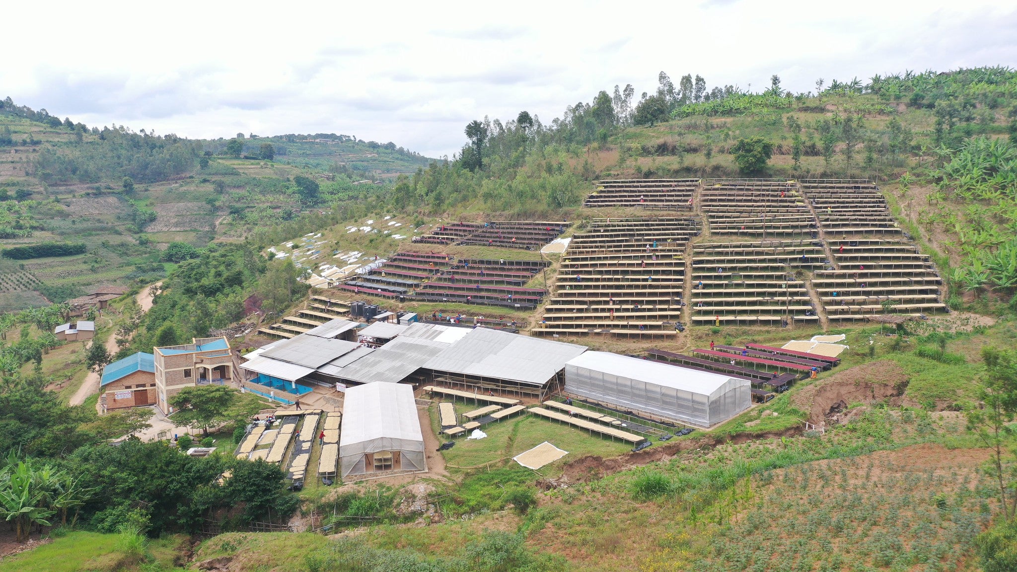 Rwanda Sholi,  Bourbon, Natural