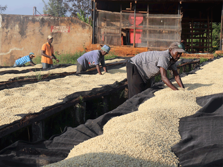 Kenya - Kamwangi Factory