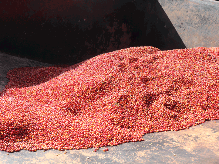 Kenya - Kamwangi Factory