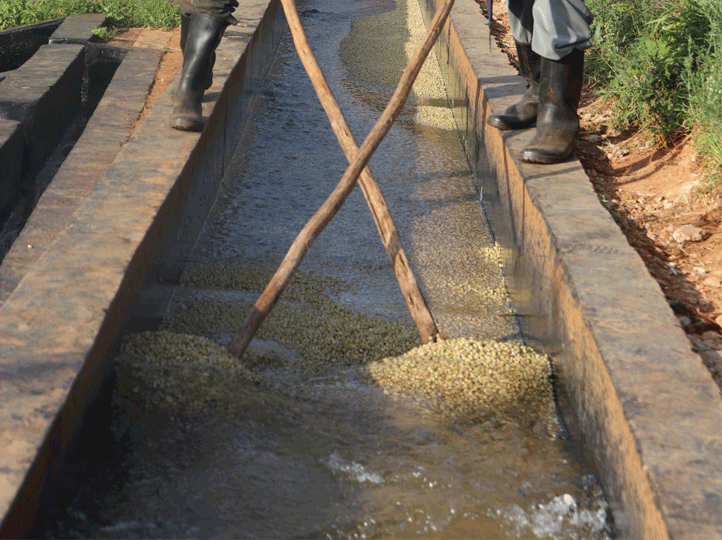 Kenya - Kamwangi Factory