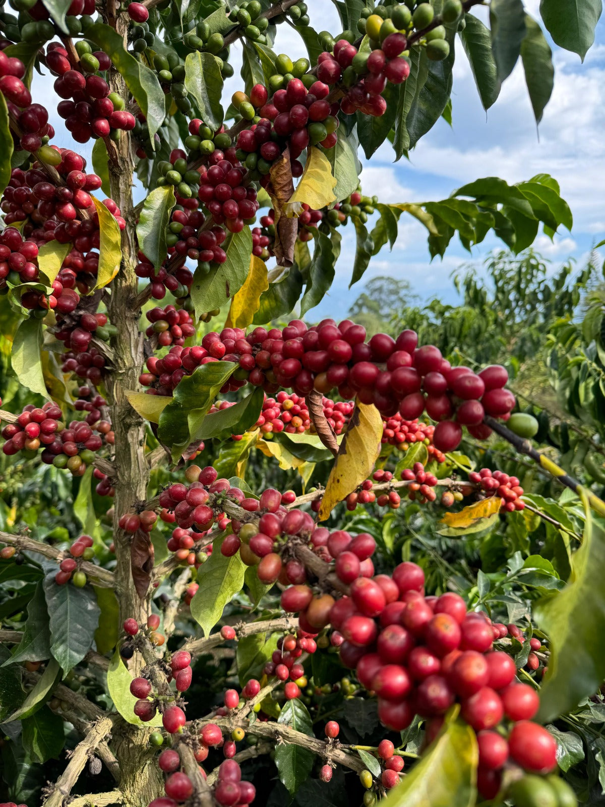 Colombia Campo Hermoso Carbonic Macerated Papayo