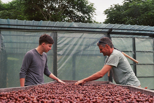 Pepe and Jose Jijon at the coffee cherry drying table