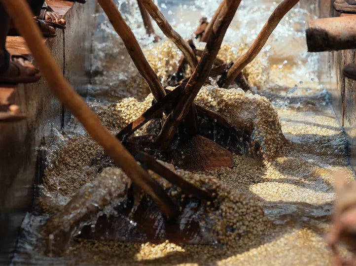 Ethiopia Banko Gotiti, Washed