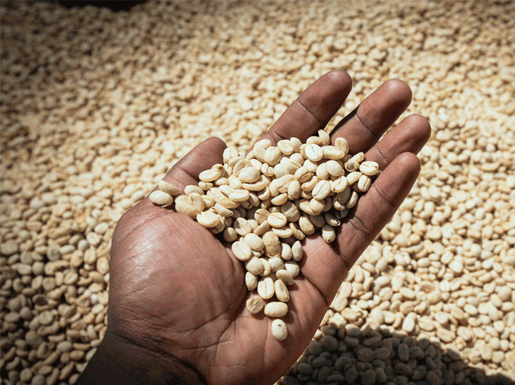 Ethiopia Banko Gotiti, Washed