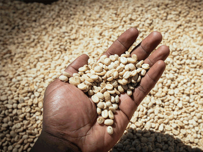 Ethiopia Banko Gotiti, Washed