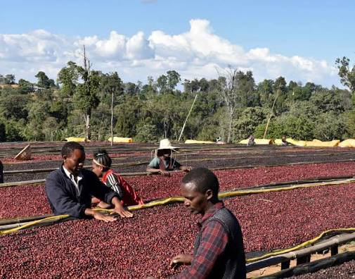 Ethiopia Banko Gotiti, Washed