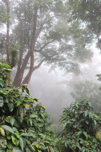 Las Brumas WIld Forest Pacamara Honey (125g)