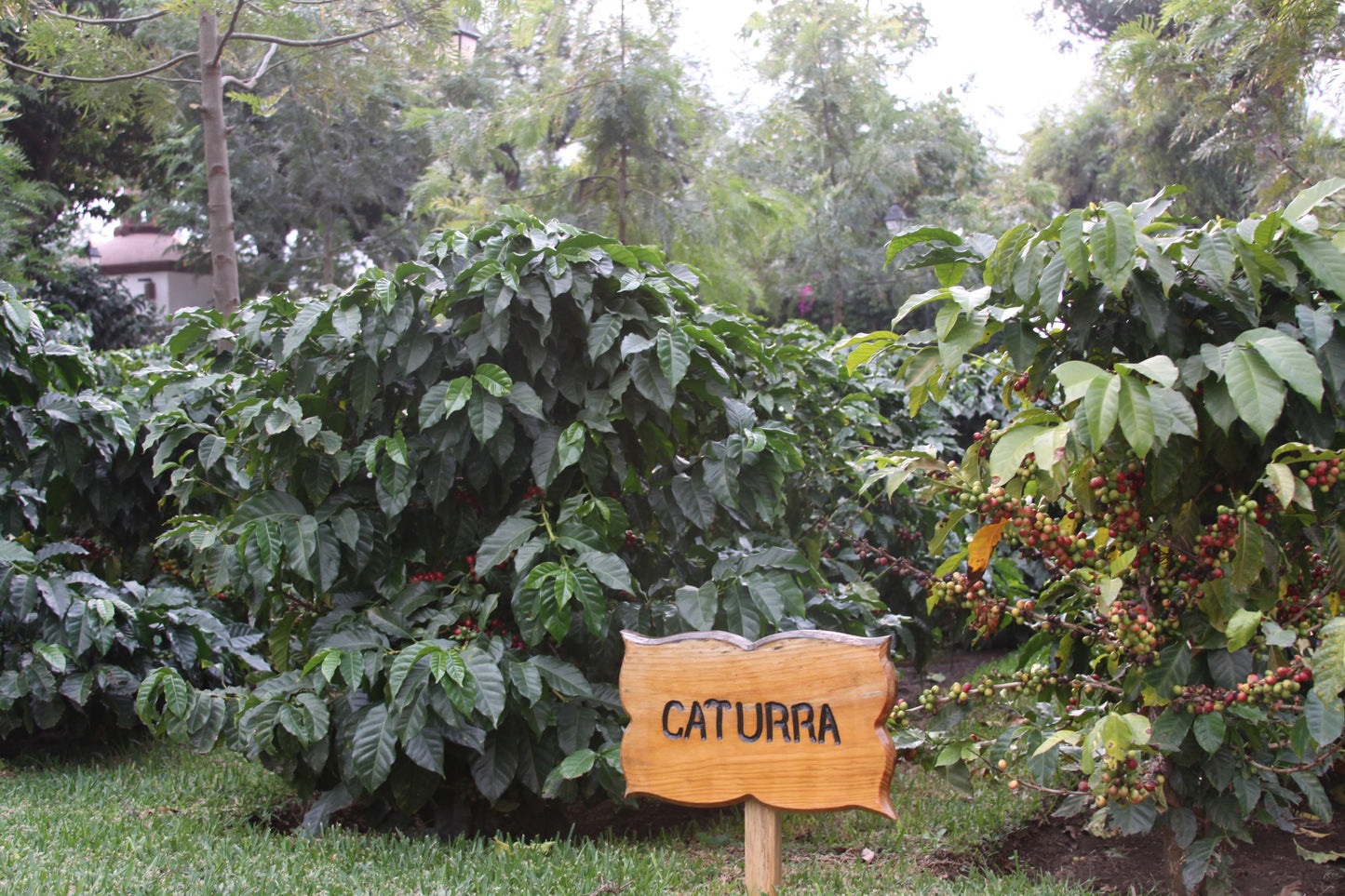 Guatemala Filadelfia, Mixed Varieties Washed