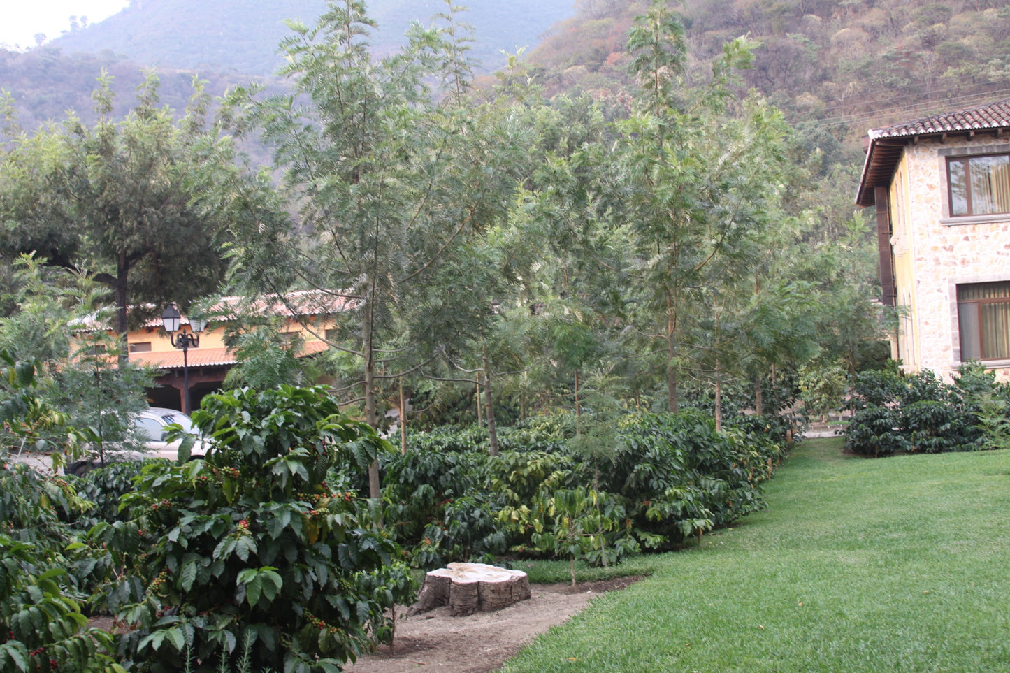 Guatemala Filadelfia, Mixed Varieties Washed