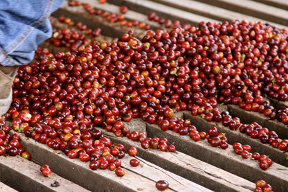 Guatemala Filadelfia, Mixed Varieties Washed