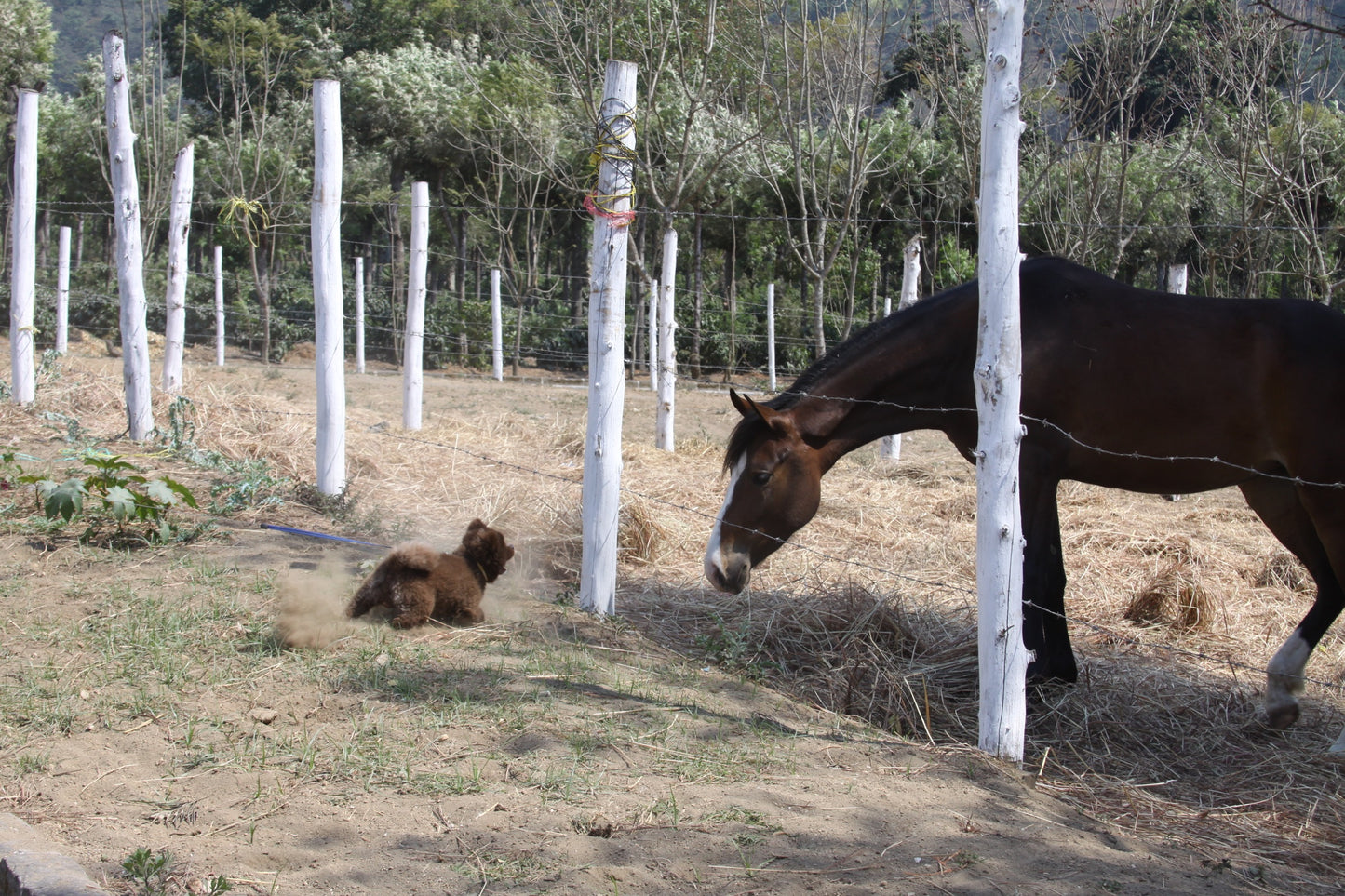 Guatemala Filadelfia, Mixed Varieties Washed