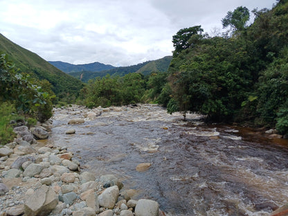 Colombia, Florestales 2, Honey Geisha