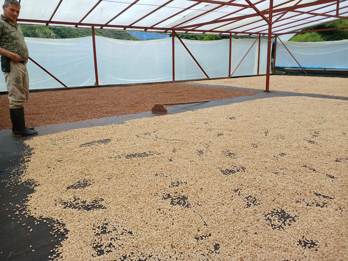 Colombia, Florestales 2, Honey Geisha