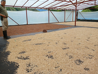 Colombia, Florestales 2, Honey Geisha