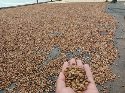 Colombia, Florestales 2, Honey Geisha