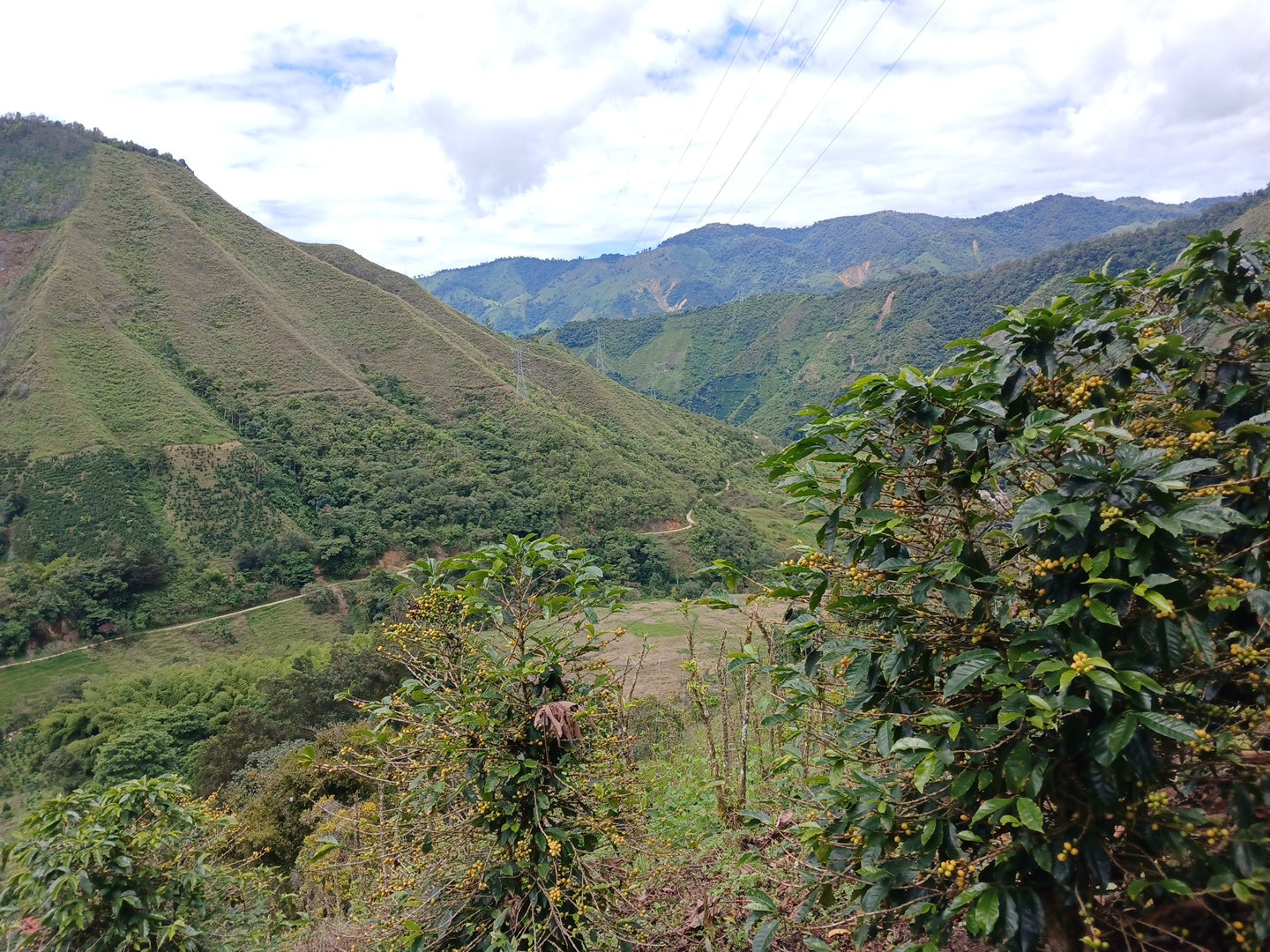 Colombia, Florestales 2, Honey Geisha