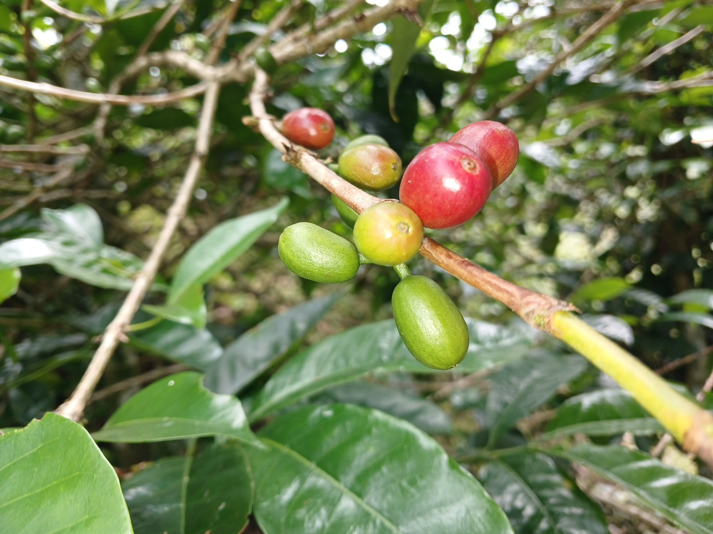 Colombia, Florestales 2, Honey Geisha