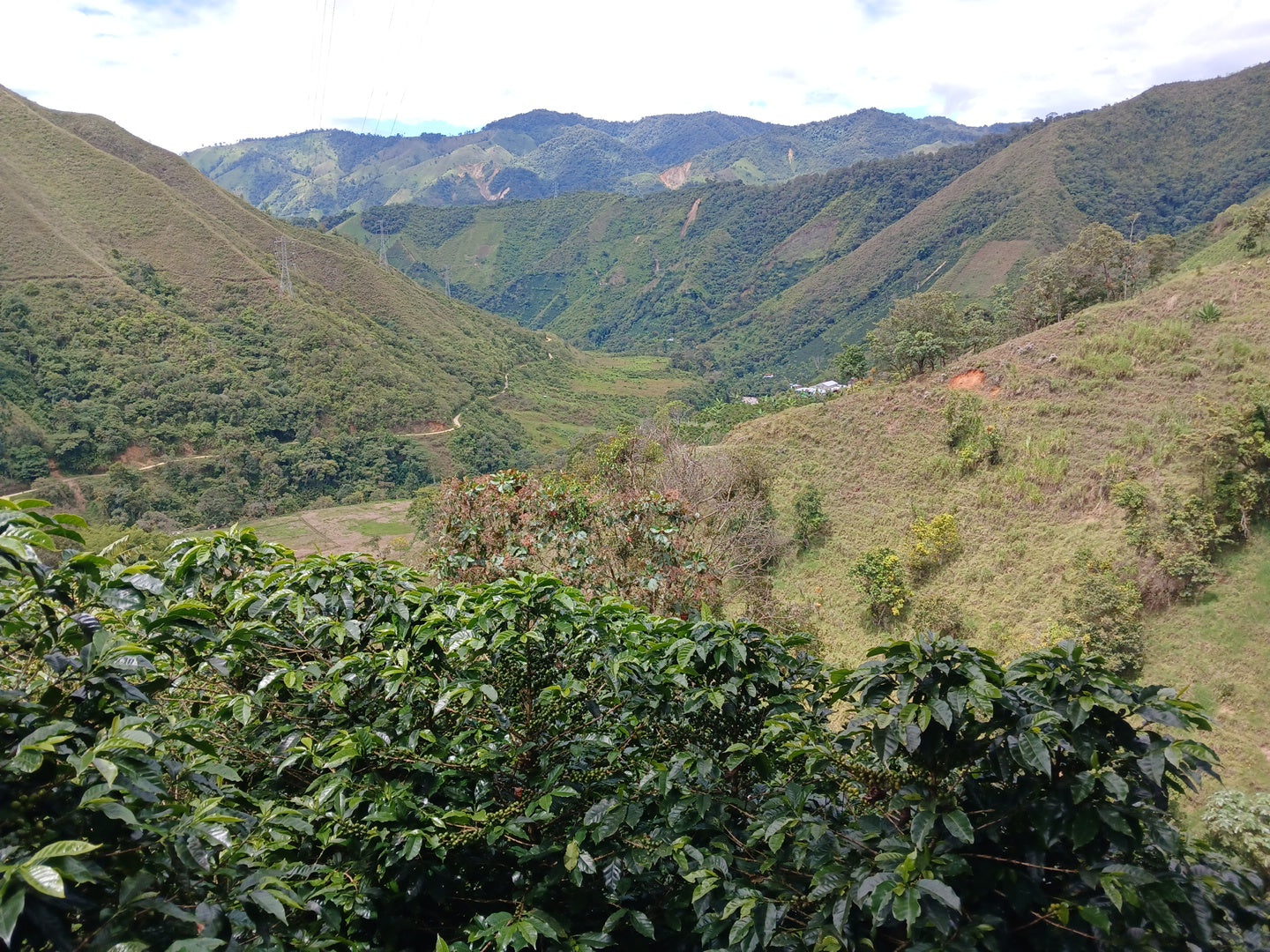 Colombia, Florestales 2, Honey Geisha
