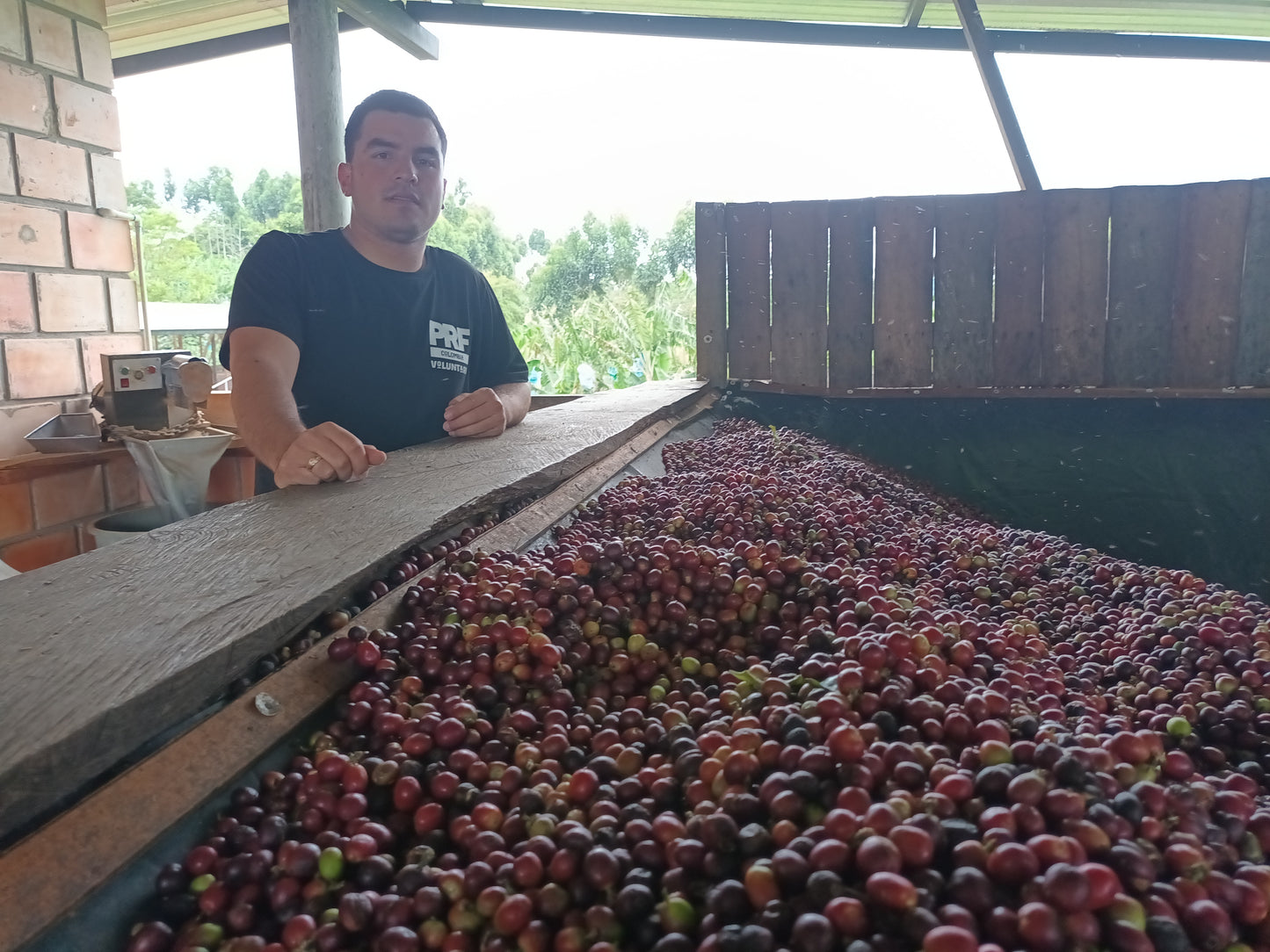 Colombia, Las Brisas, Natural Papayo