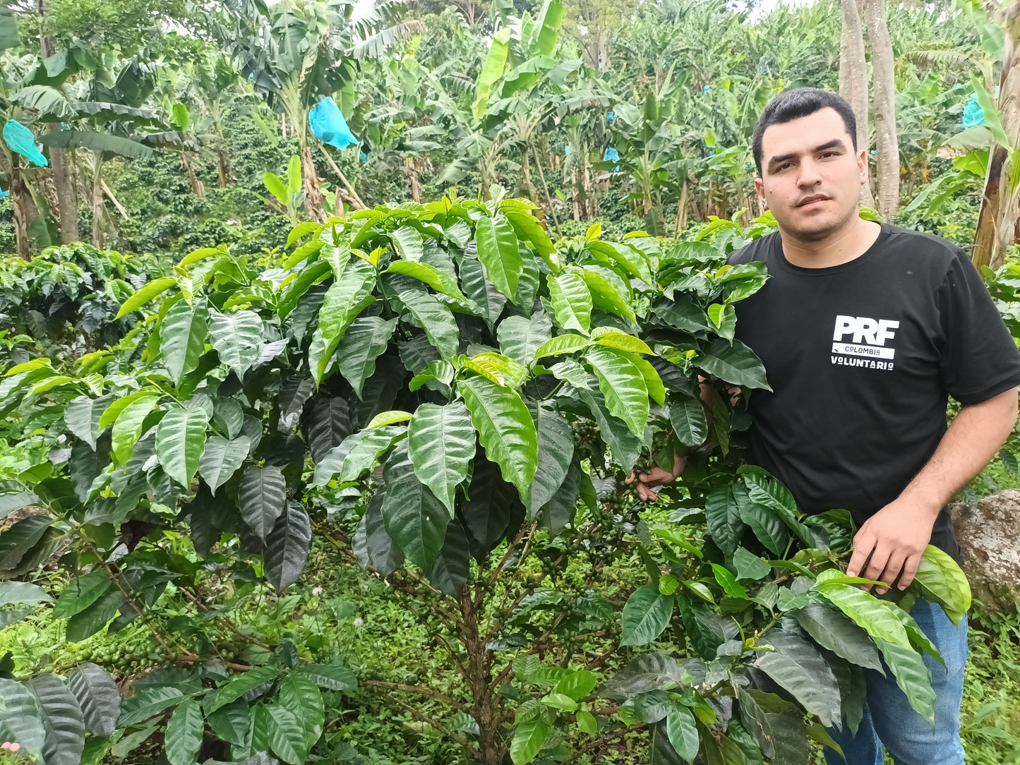 Colombia, Las Brisas, Natural Papayo