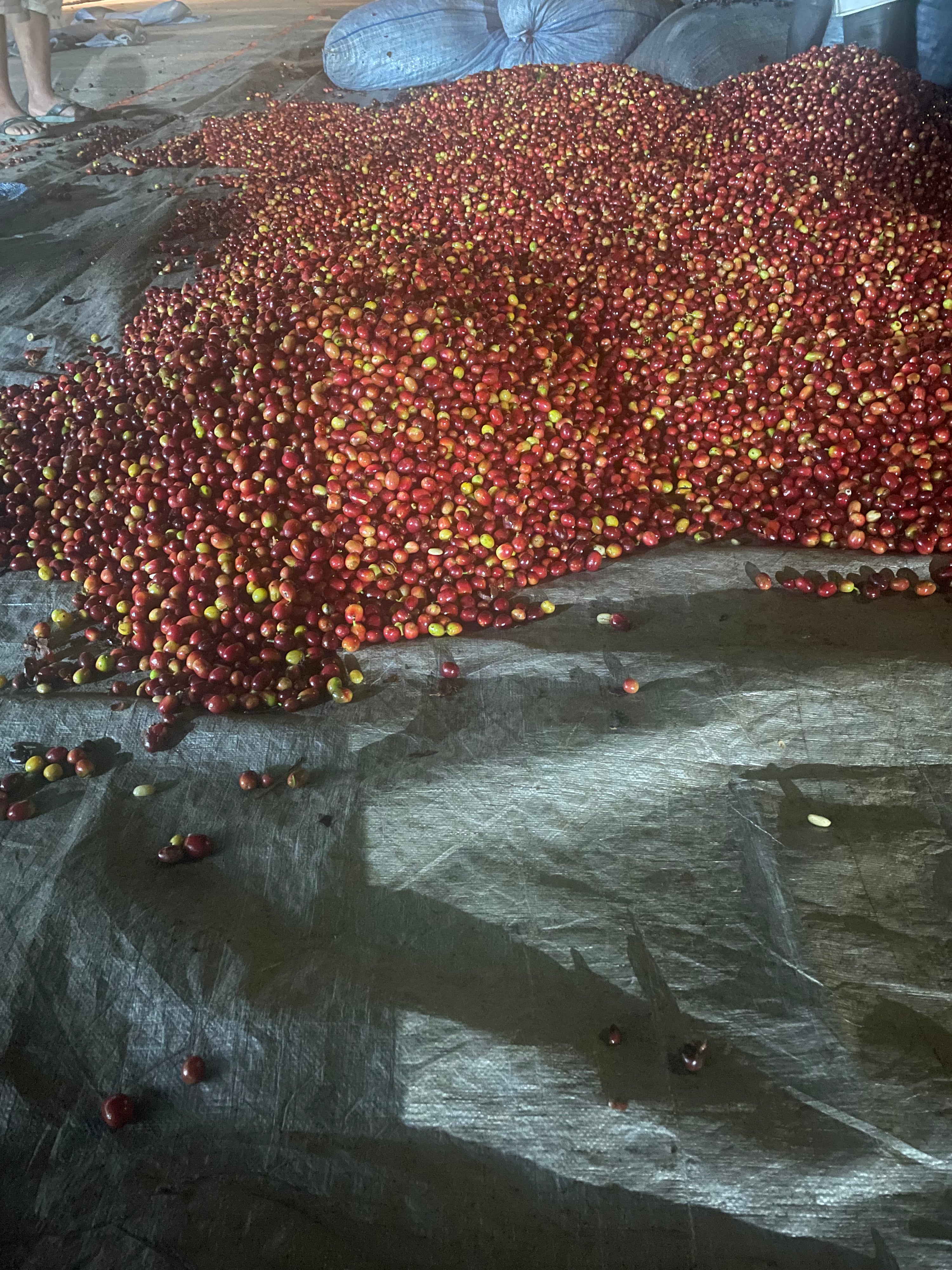 Pile of red and yellow coffee cherries on a dark surface