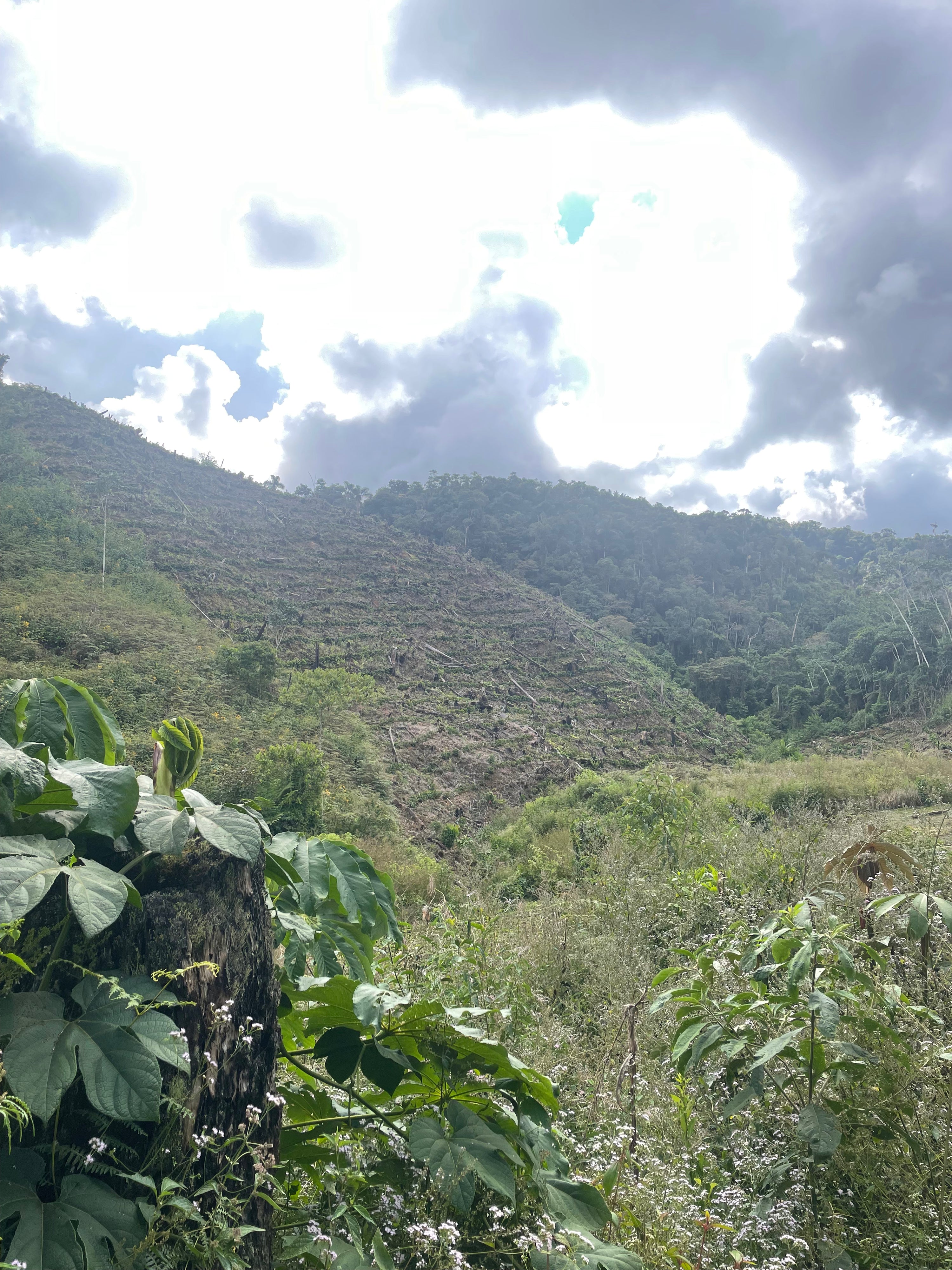 Bolivia Navarro, Catuai & Caturra, Washed