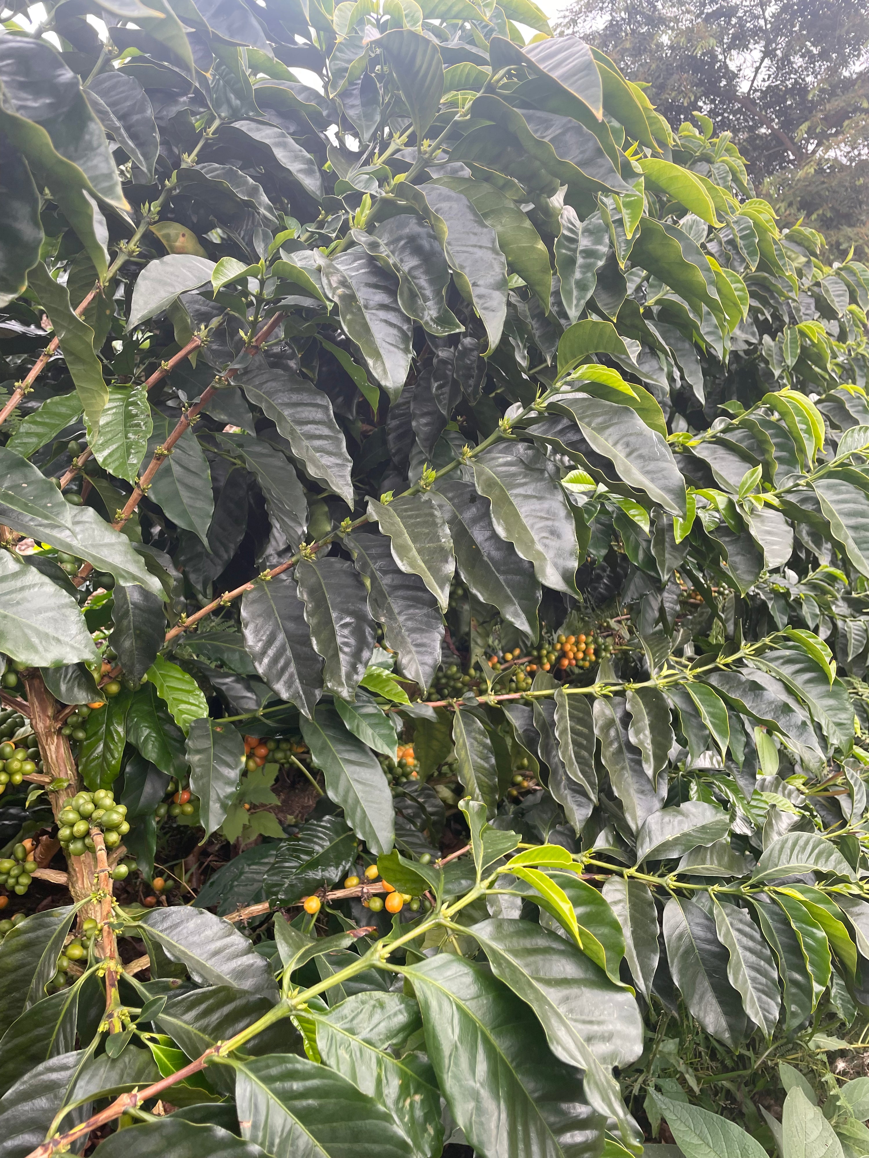 Bolivia Navarro, Catuai & Caturra, Washed