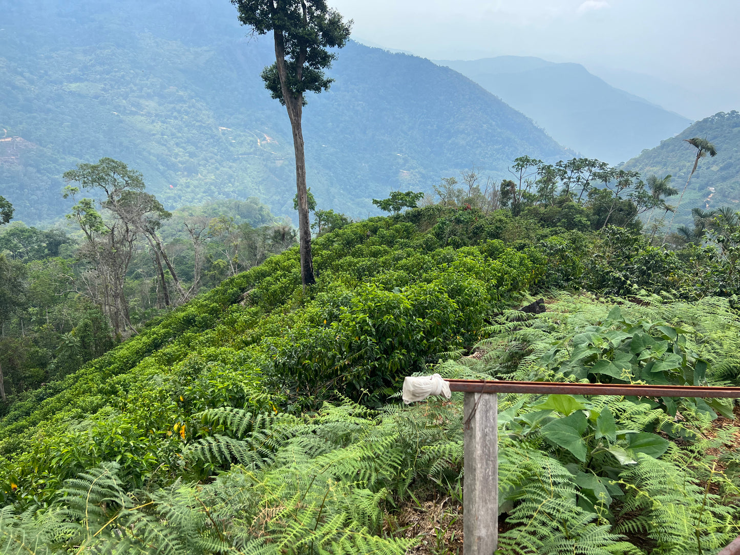 Bolivia La Carmelita, Caturra, Washed