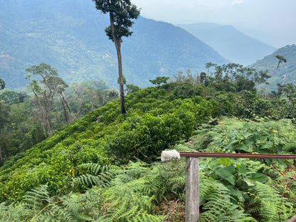 Bolivia La Carmelita, Caturra, Washed