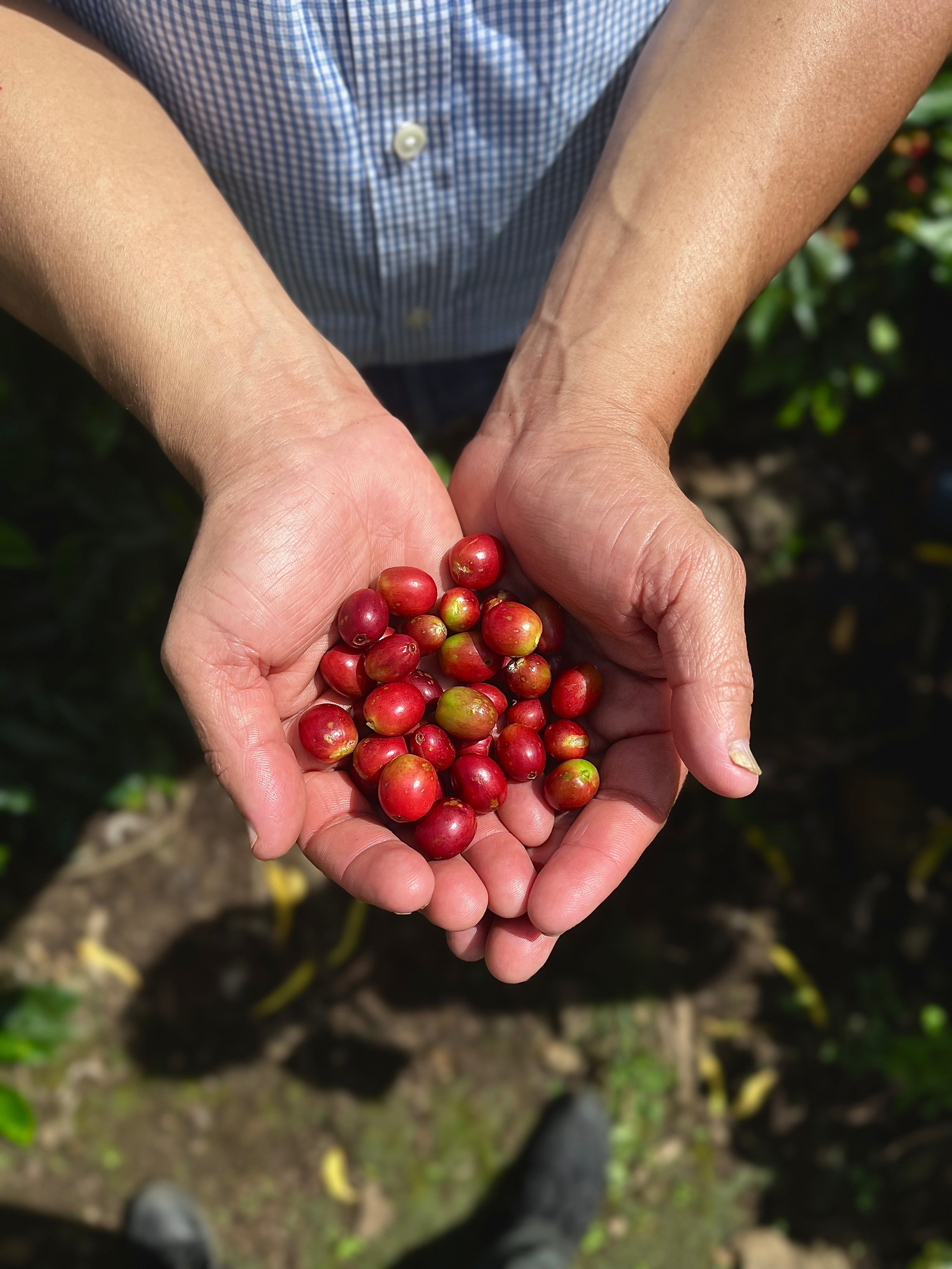 Nicaragua El Diablo Natural
