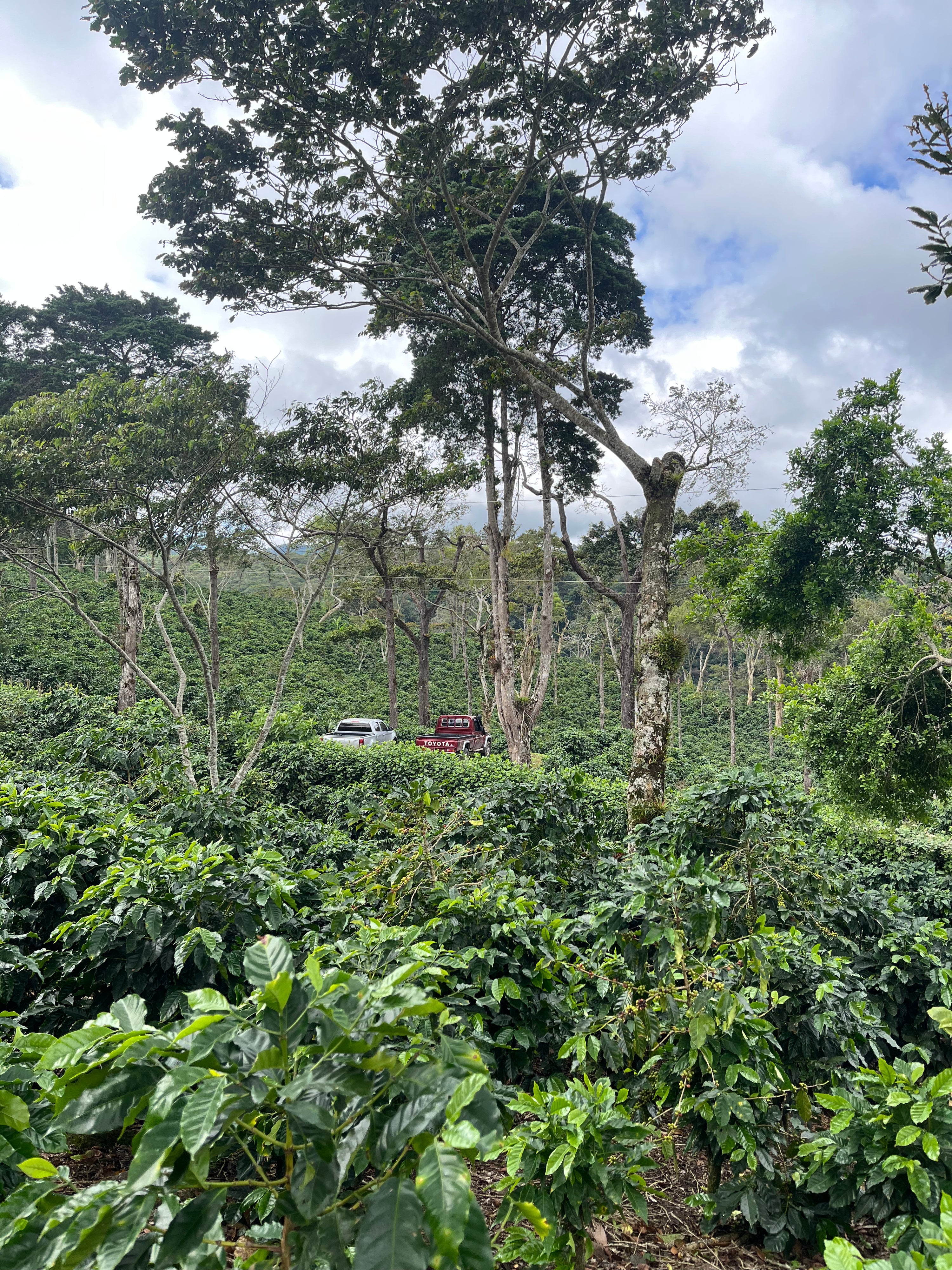 Nicaragua El Diablo Natural