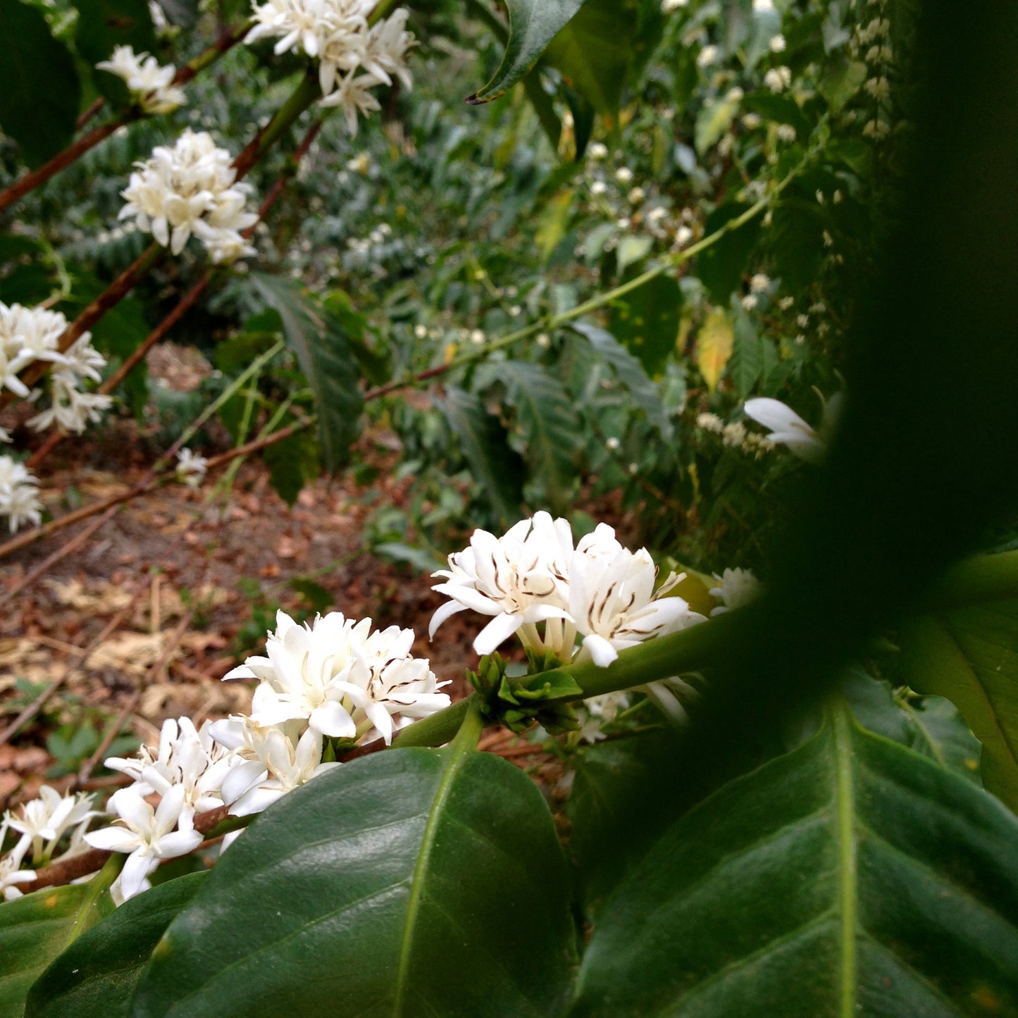 Guatemala Filadelfia, Mixed Varieties Washed