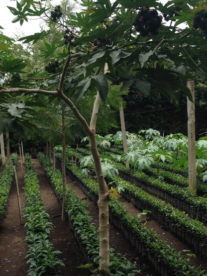 Guatemala Filadelfia, Mixed Varieties Washed