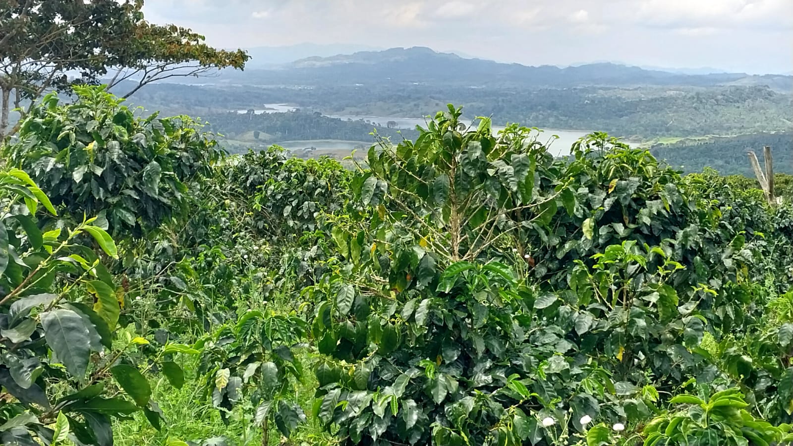 Nicaragua El Diablo Natural
