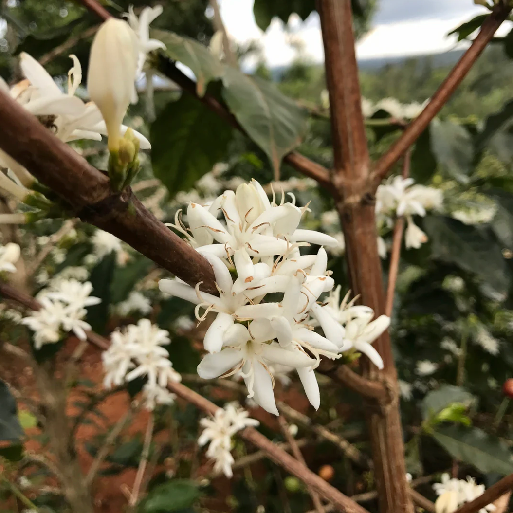 Kenya Kamwangi Factory, Washed